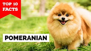 Pomeranian - Top 10 Facts