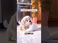 The Key Reasons Dogs Lick You