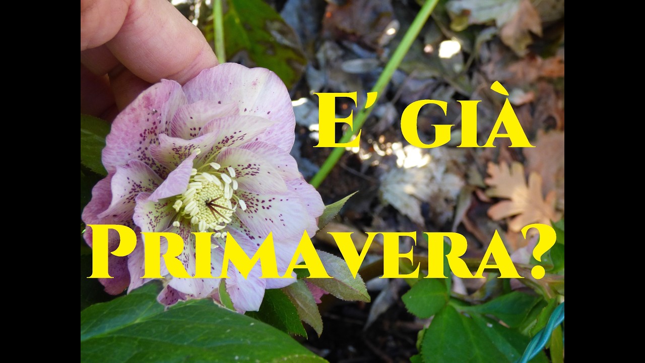 Piantare un Rododendro e risveglio anticipato del giardino #gardenersworld2026 