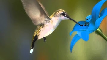 Humming bird 3D animation