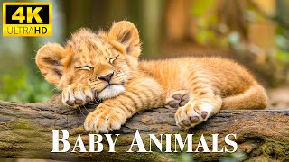 Baby Animals 4K - Scenic Relaxation Film Beautiful Baby Wild Animals With Relaxing Healing Music screenshot 1