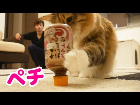 寒いからホットドリンクを猫にあげたら