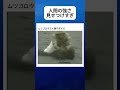 ムツゴロウ、クマをボコボコに#shorts #おすすめ #おもしろ
