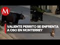 Perrito chihuahua ahuyenta a un oso en Monterrey