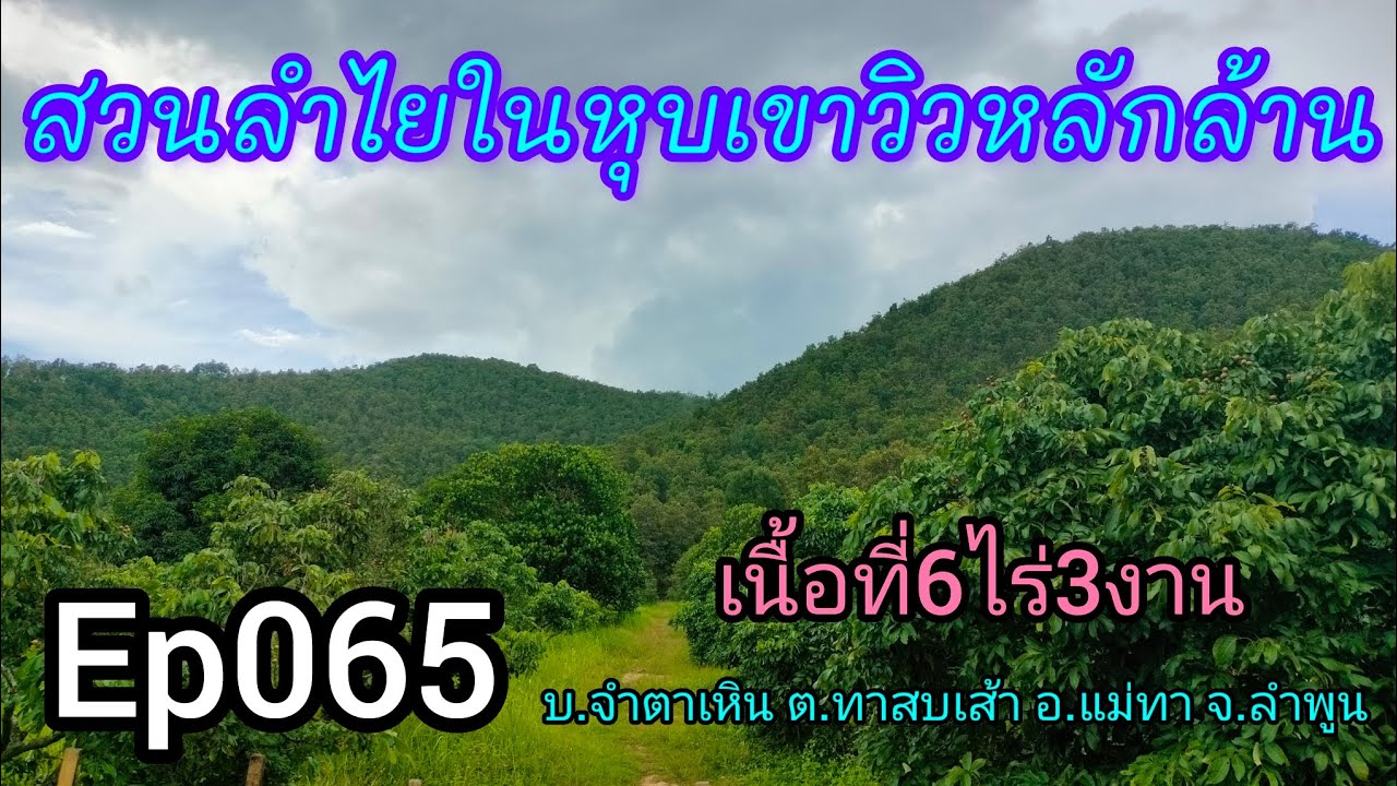Ep065 สวนลำไยติดถนนกลางหุบเขา บรรยากาศดี วิวหลักล้าน  เนื้อที่6ไร่3งาน ขายไร่ละ200,000บาท