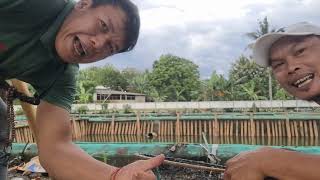 Download Lagu TARIKAN BABON GURAME EMANG MUANTAAAP!!!PMC UNDUY RAWAKALONG.. MP3