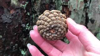 The Pine tree – natural medicine, pinecones, and the Pineal gland.