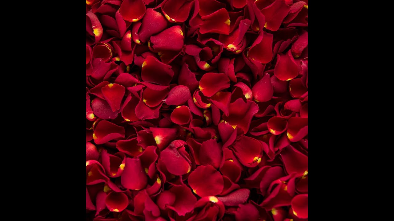 🥀ROSE PETALS READING🥀-How do Men See/Perceive You 👀? 🌹Timeless 💕