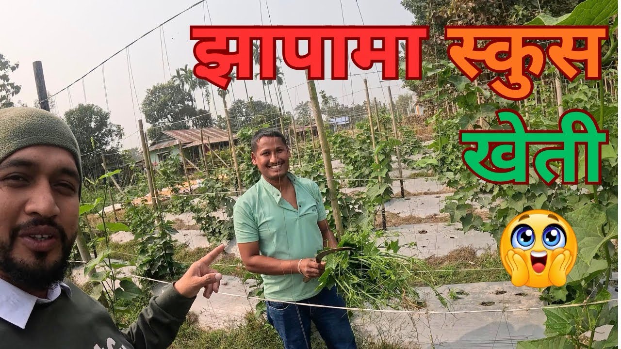 स्कुसको मुन्टा खेती: झापामा ठूलो व्यापारको सम्भावना!