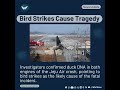 Duck DNA Links Bird Strikes To Jeju Air Crash Duck DNA Links Bird Strikes To Jeju Air Crash