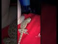 BABY BEARDIE SLEEP WIGGLE #shorts