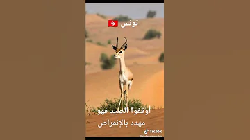 غزال الريم في الصحراء التونسية 