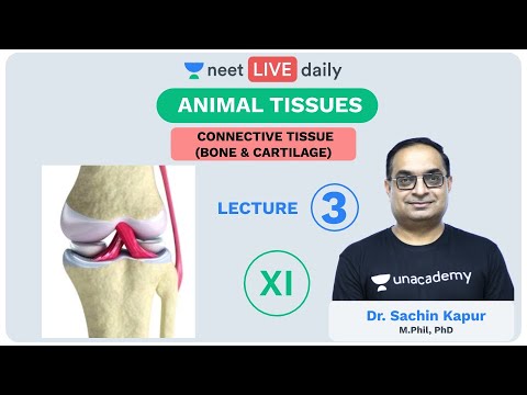 Animal Tissues - Lecture 3 | Class 11 | Unacademy NEET | LIVE DAILY | NEET Biology | Dr Sachin Kapur