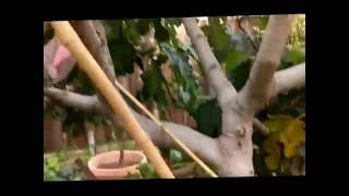 Fig tree squirrel