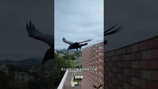 🐦 Crows Are Way Smarter Than You Think!,#animals #shorts