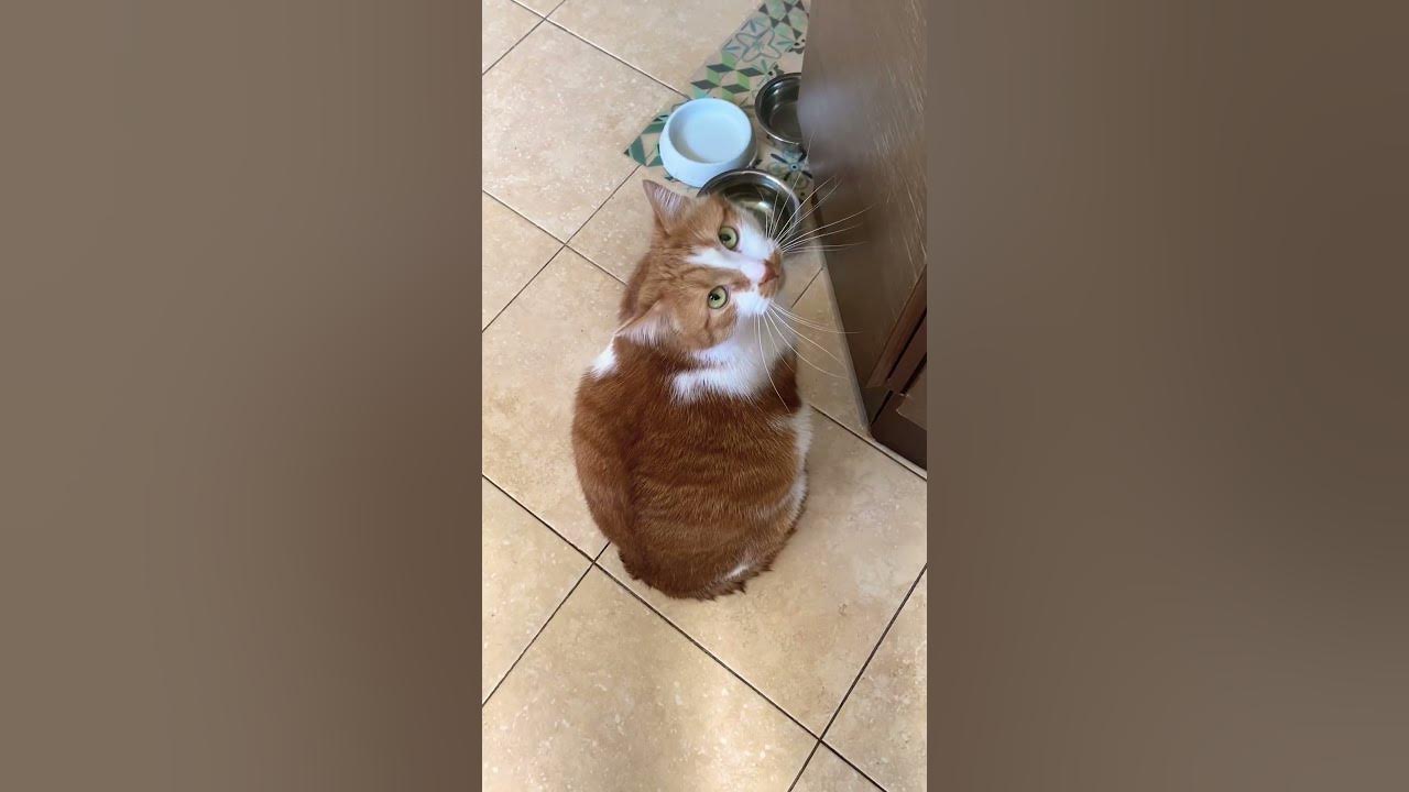 Наглая рыжая морда😺 - YouTube