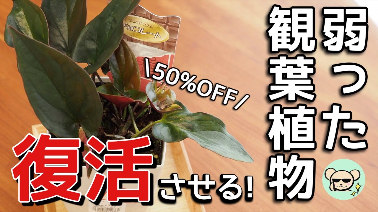 弱った観葉植物を復活させる シンゴニウム チョコレート 植え替え方法 Youtube 弱った観葉植物を復活させる シンゴニウム チョコレート 植え替え方法 Youtube