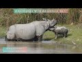 Rhino Baby playing with mother kaziranga national park ASSAM