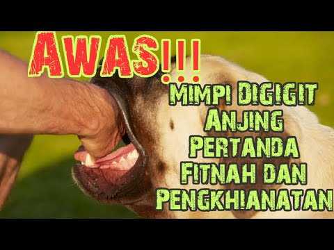 Video: Mengapa Anjing Bermimpi Tentang Menggigit