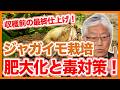 家庭菜園や農園の春ジャガイモ栽培で収穫前の最終仕上げ！最後の肥大化とソラニン対策と春ジャガイモの育て方！【農家直伝】