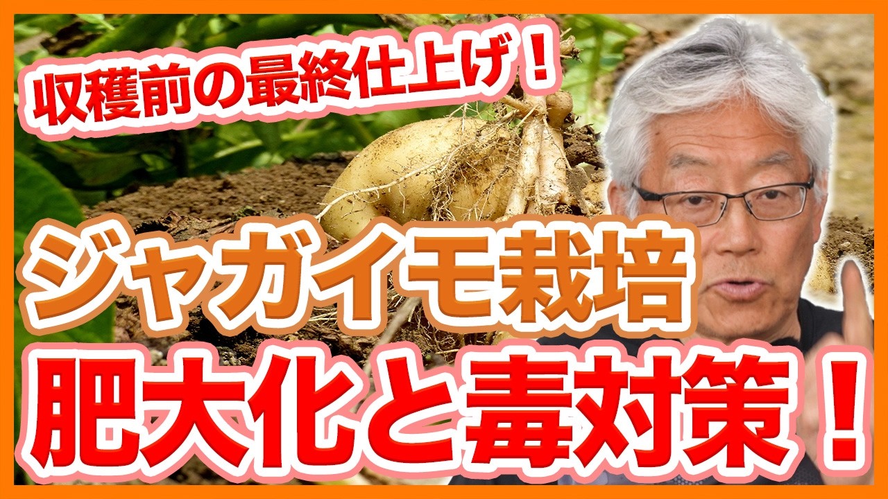 家庭菜園や農園の春ジャガイモ栽培で収穫前の最終仕上げ！最後の肥大化とソラニン対策と春ジャガイモの育て方！【農家直伝】