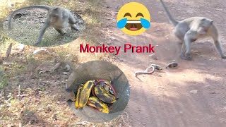 Fake Snake Prank Monkey So Funny - Try to Stop Laugh Fake Snake Prank Monkey