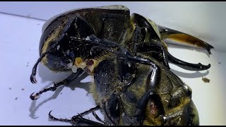 【4K/60fps】Dynastes Granti mating Part3　グラントシロカブトの交尾 その