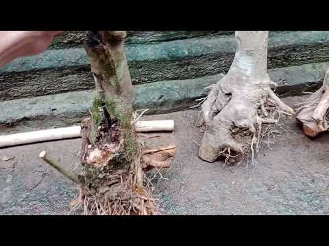Video 22/12..lô 3 phôi bạch sơn liễu 250k bao ship..Zalo... - youtube