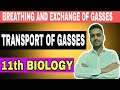 Transport of Carbon Dioxide  | Breathing and Exchange of Gases | transport of gases 