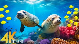 Stunning 4K Video Underwater Wonders With Relaxing Music - Coral Reefs, Turtle & Colorful Sea Life