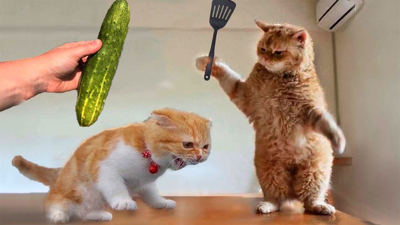 Cat vs Cucumbers Reaction Cats scared of Cucumbers Compilation Funny Video 2021 November