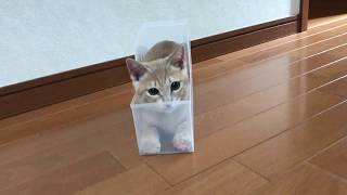 ケースから飛び出てプチ威嚇する子猫がかわいい