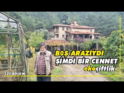 42 dönüm boş araziyi aldı, köylü ile birlikte hem doğal yaşıyor, hemde para kazanıyor! (Köyde yaşam)