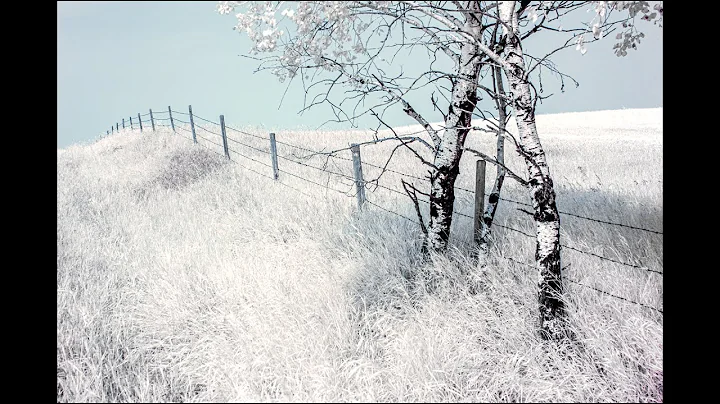 Janet Slater Photography:  Infrared - As I See It