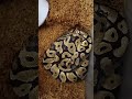 Pastel Ball Python – Bright and Clean