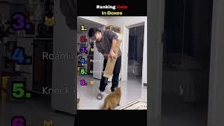 Ranking videos of cats with boxes #cats #pets #wholesome