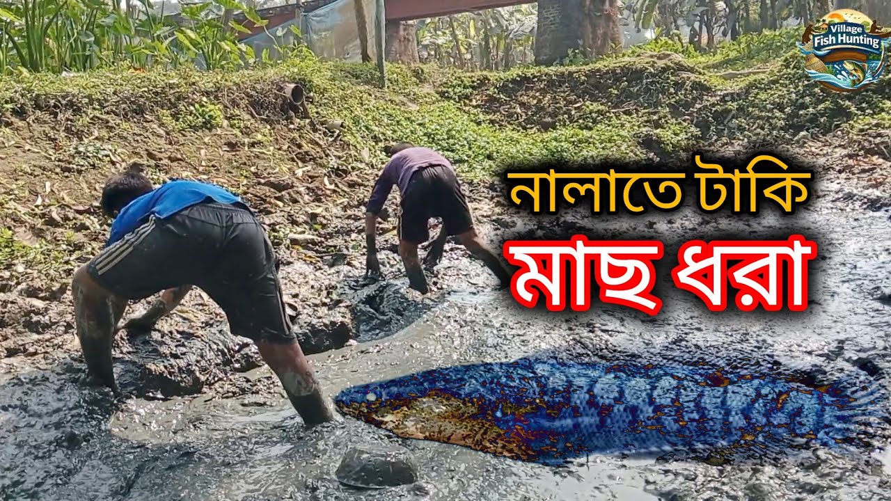 নালাতে টাকি মাছ ধরা Catching Taki Fish in the Canal 🎣🎣