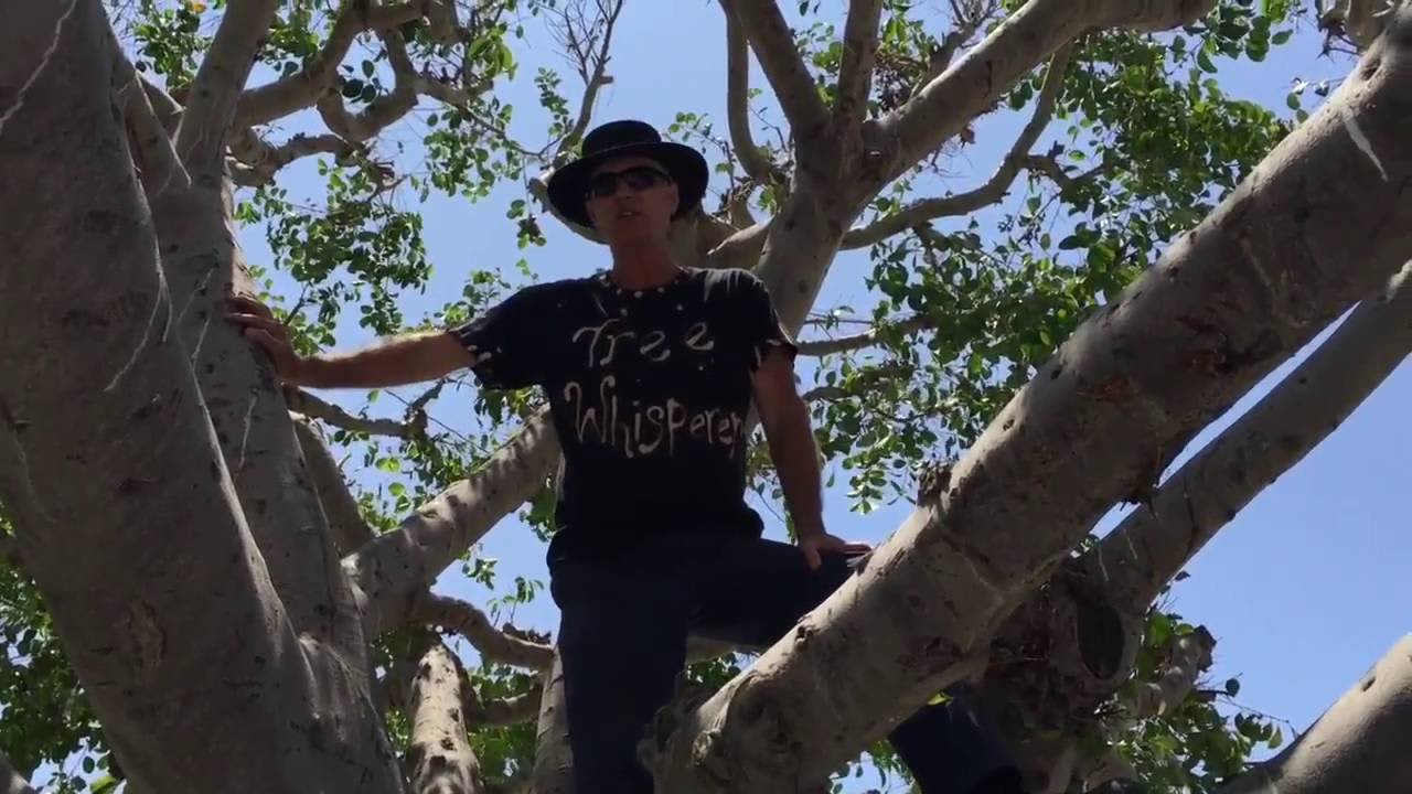 Ficus Nitida Tree Care w/ Gary Walker, The Tree Whisperer - YouTube