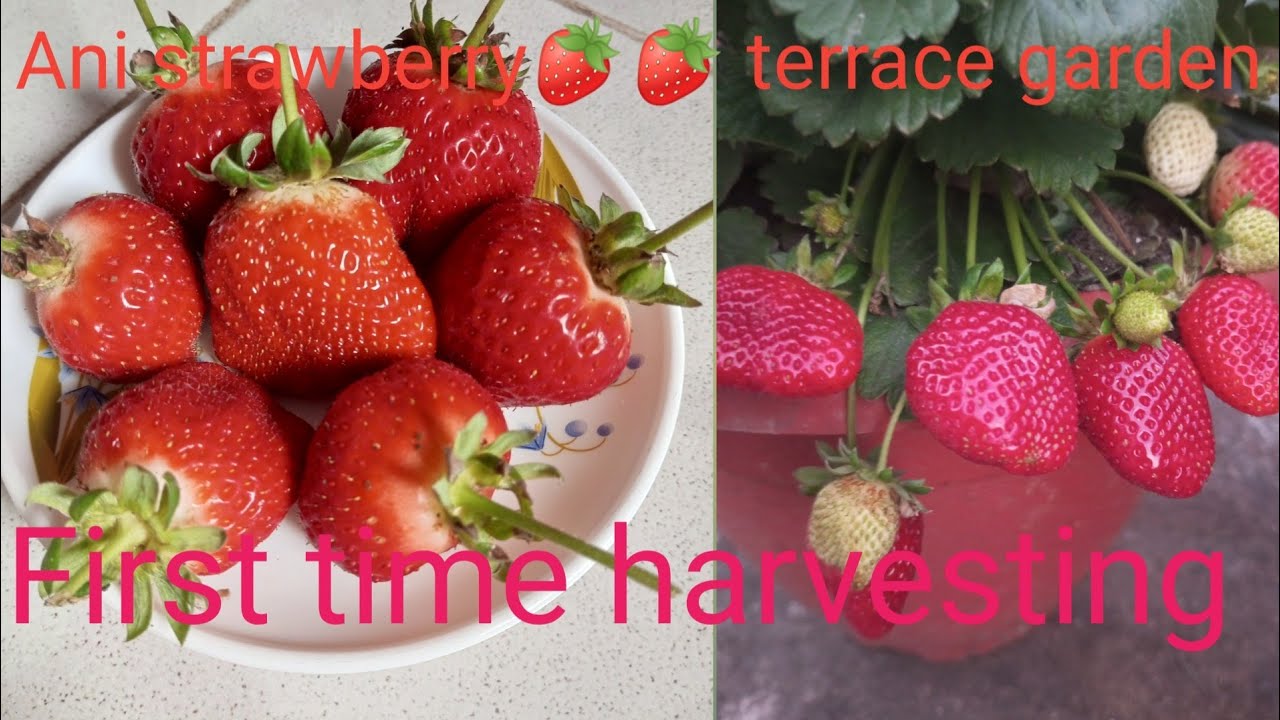 Ani terrace garden strawberry harvesting 