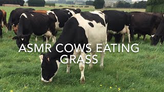 ASMR Cows Eating Grass | sound of cows eating grass |FARM LIFE NZ/ Dairy Farming NZ/ Pete Farm Life