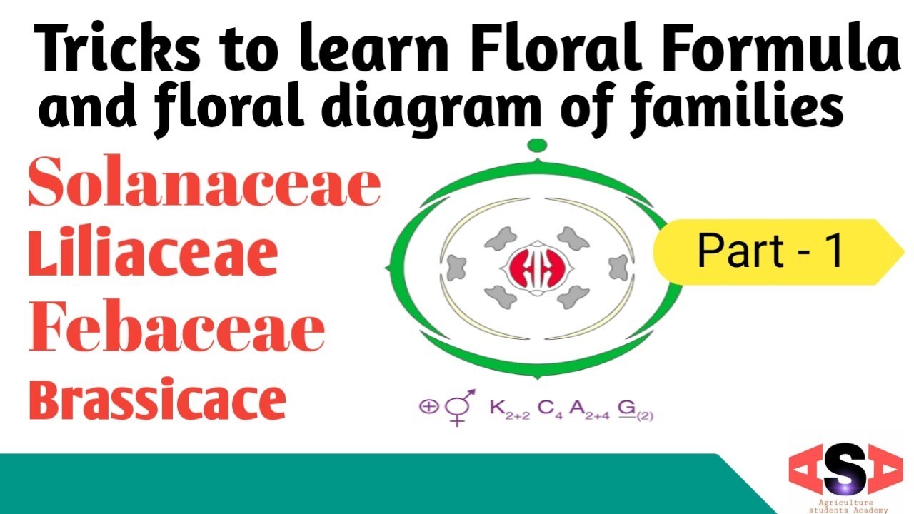 Floral Formula// Floral Biology YouTube