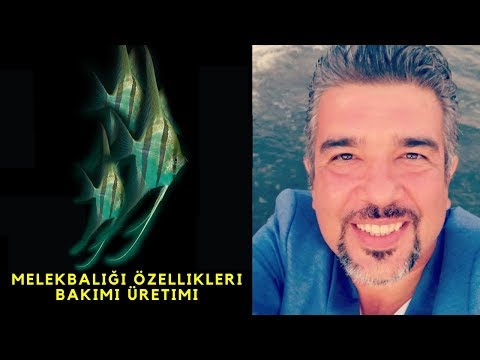 Melek Balığı Akvaryumu Nasıl Olmalı(Melek Balığı Bakımı Melek Akvaryumu Melek Balığı Üretimi)