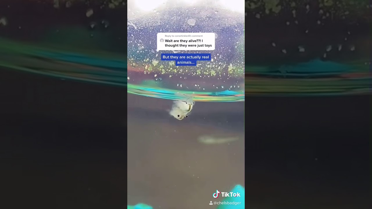 Are Sea-Monkeys alive or kids toys?