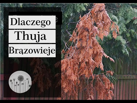 Wideo: Tuja Zmieniła Kolor Na Czarny: Co Zrobić, Jeśli Plamy Są Poniżej? Przyczyny Czernienia Gałęzi I Liści. Jak Sobie Z Tym Poradzić?