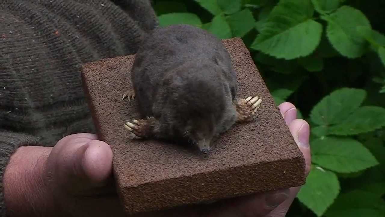 TV Horsens - Det Derude Muldvarp