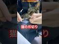 猫の爪切り　#shorts #cat #今日の夏目くん