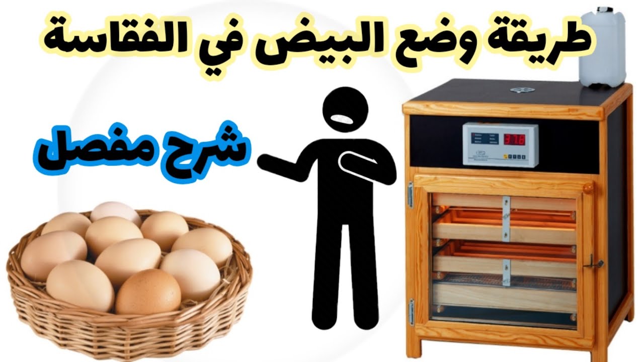 طريقة وضع البيض داخل الفقاسة- تعقيم البيض- تعقيم الفقاسة مع الشرح المفصل لجميع المراحل