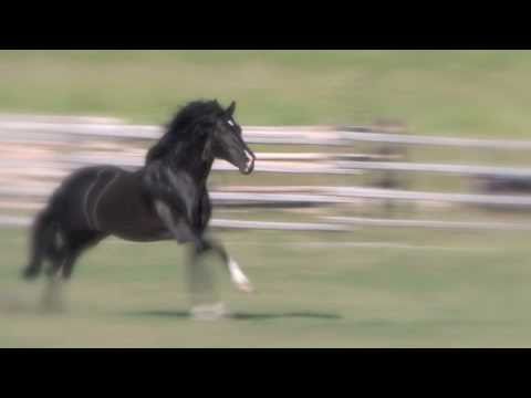 Amazing liberty black Andalusian stallion w/ Jonat...