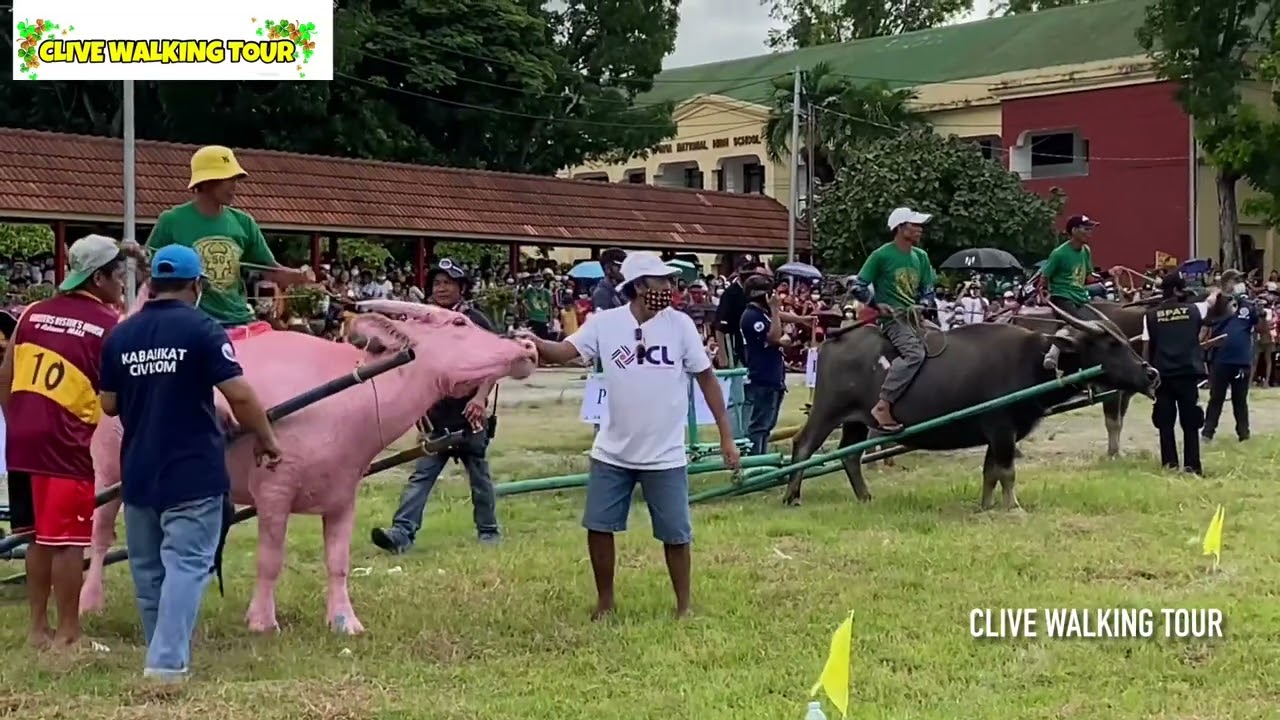 CARABAO RACE ELIMINATION RACE - CARABAO CAROZZA FESTIVAL 2022 PAVIA ...