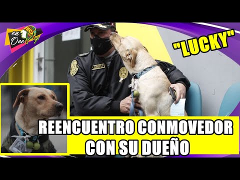 EL PERRO LUCKY TUVO UN REENCUENTRO CONMOVEDOR CON SU DUEÑO